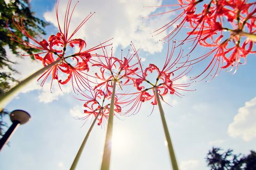 彼岸花开